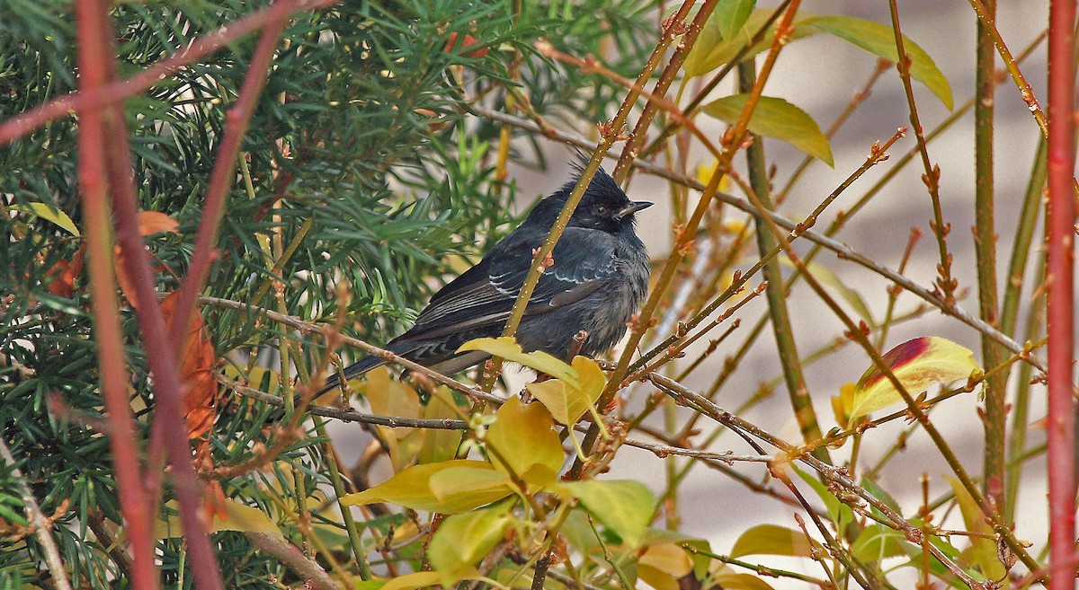 Phainopepla - Garry  Sadler