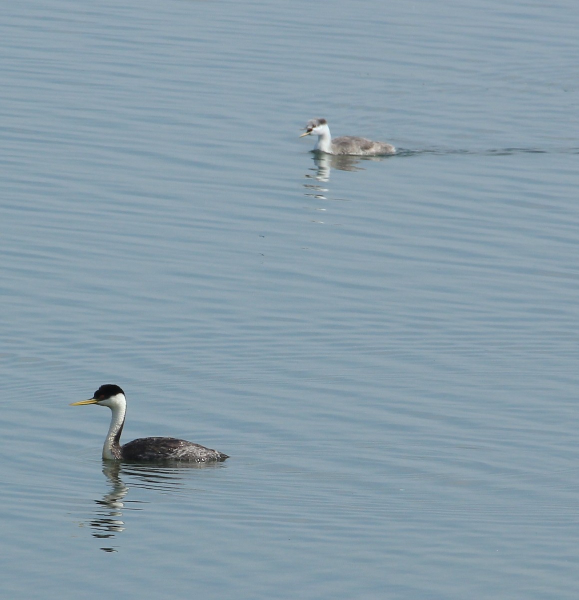 Western Grebe - ML112749611