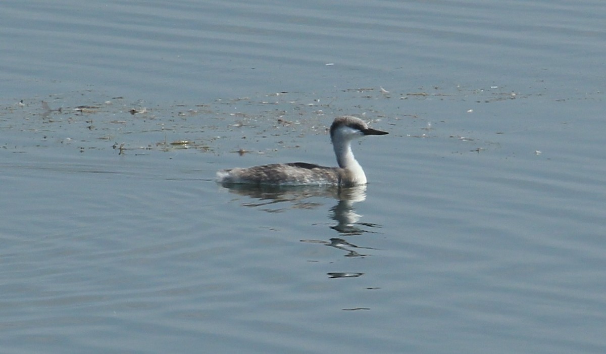 Western Grebe - Don Coons