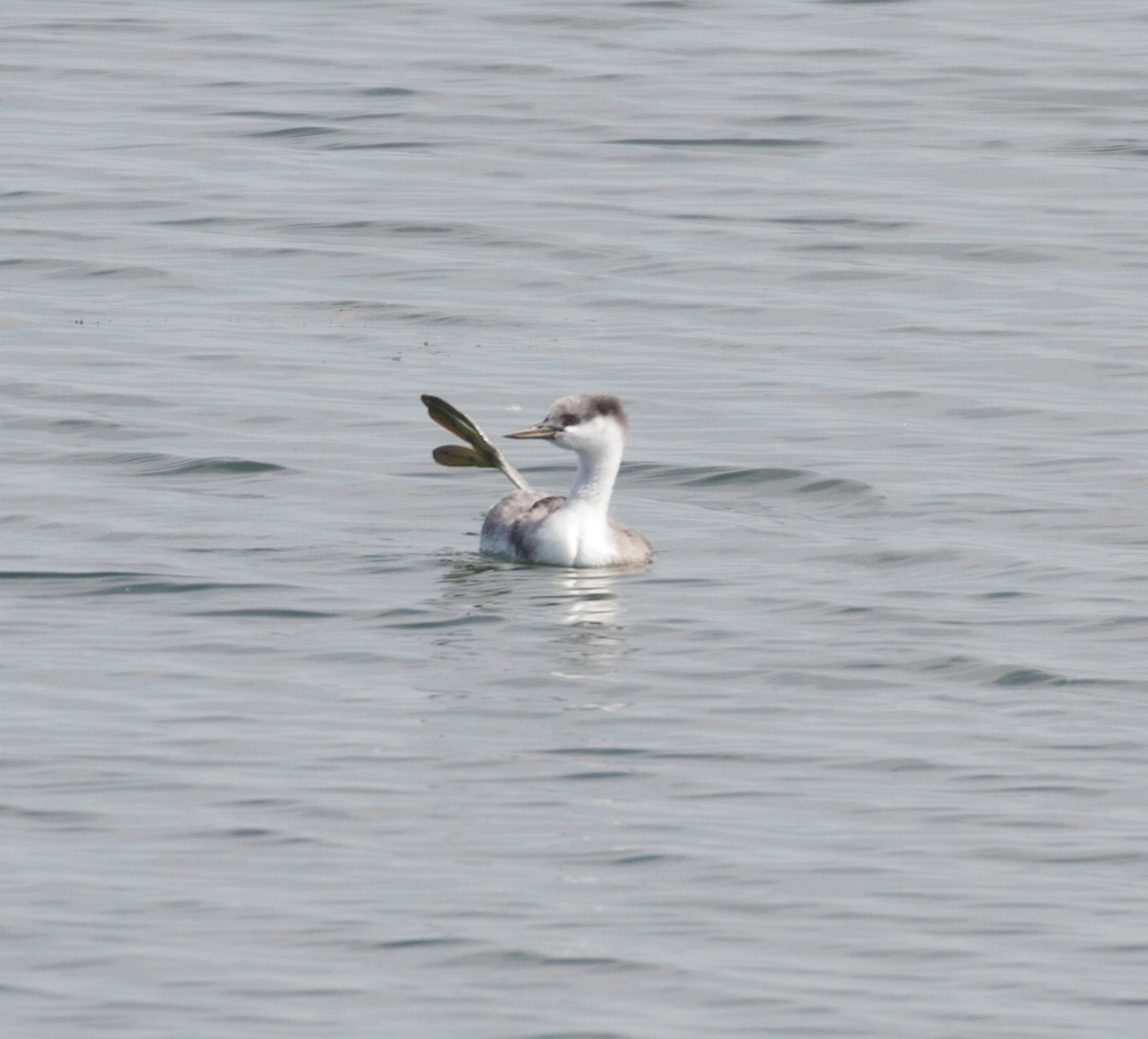 Western Grebe - ML112749691