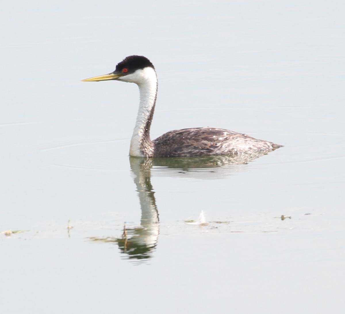 Western Grebe - ML112749701