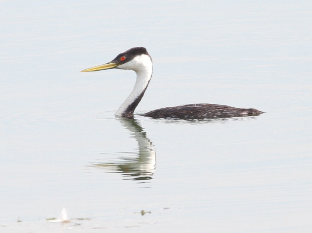 Western Grebe - ML112749711