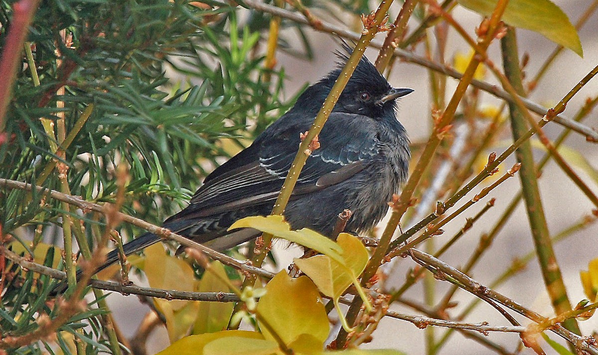 Phainopepla - Garry  Sadler