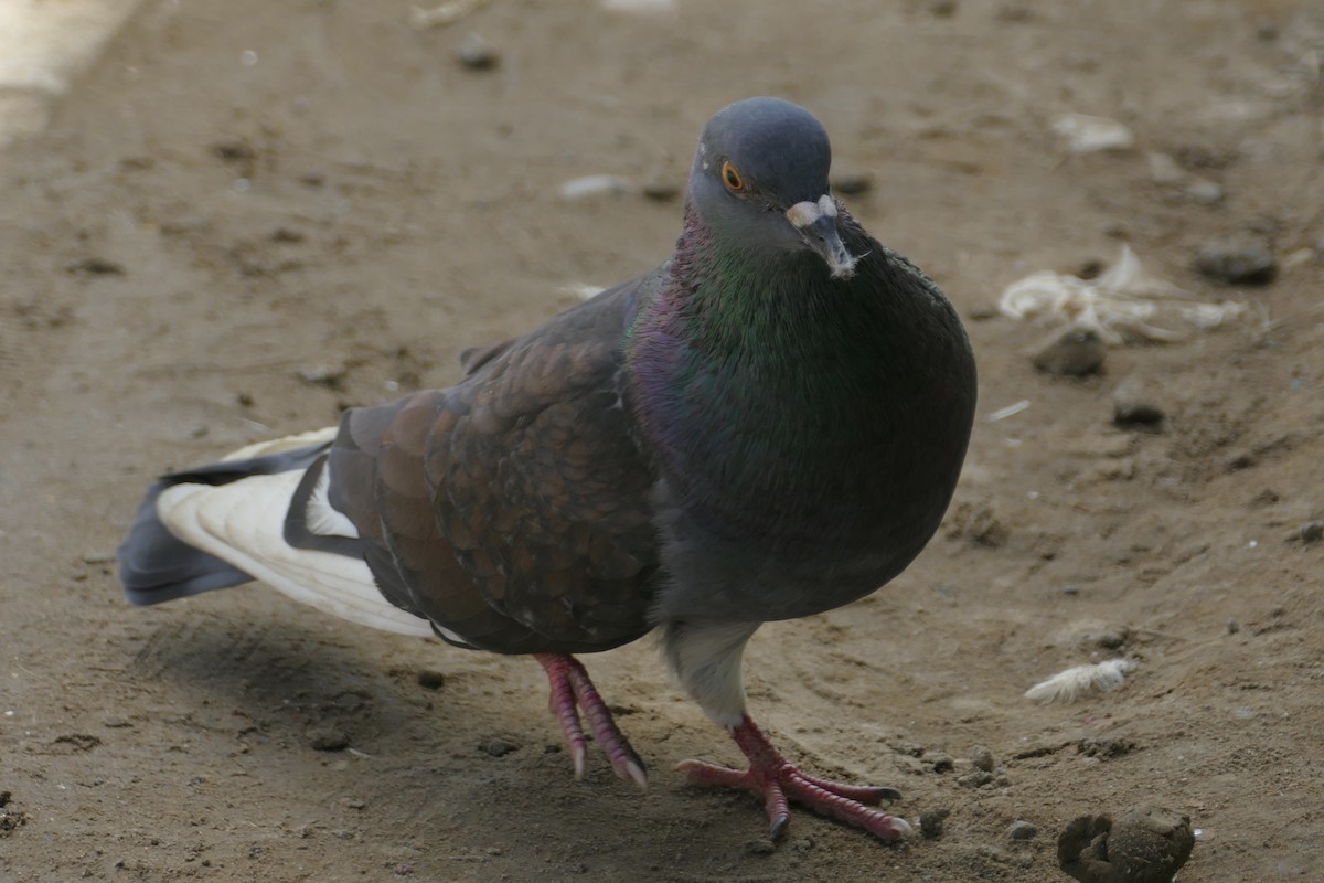 Rock Pigeon (Feral Pigeon) - ML112750781