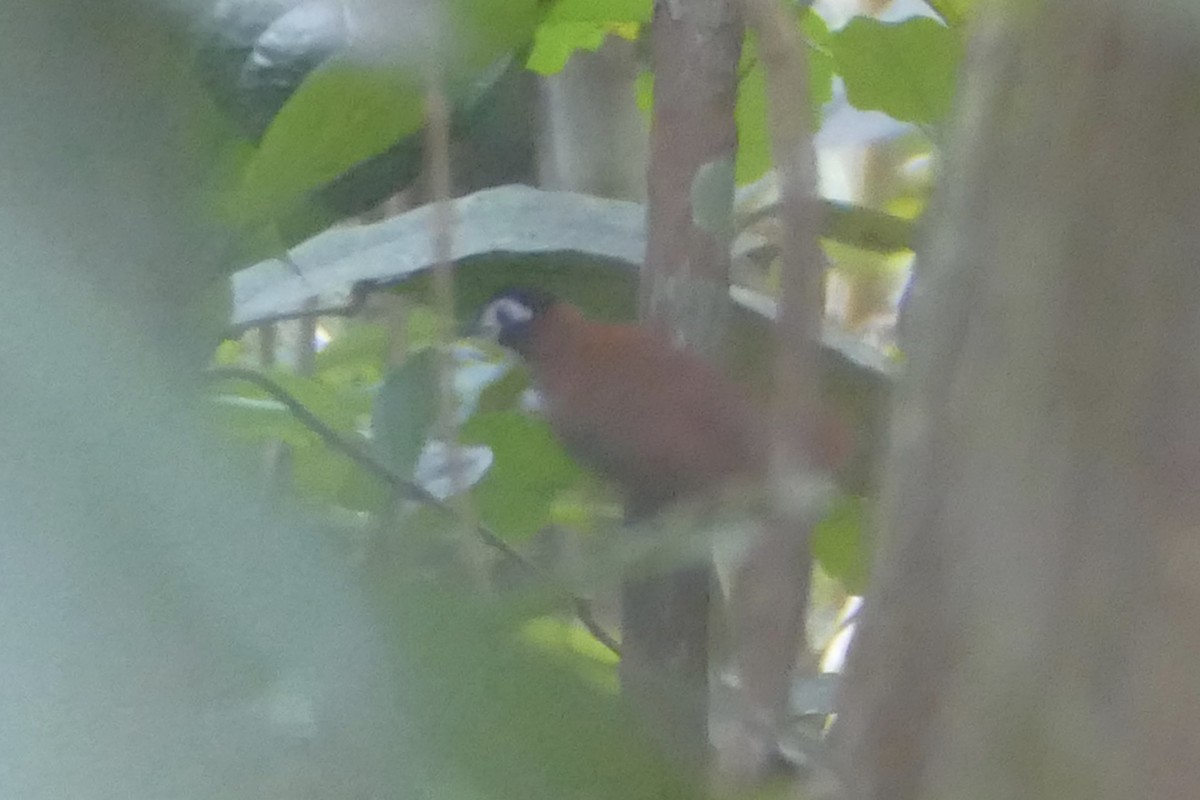 White-masked Antbird - ML112753311