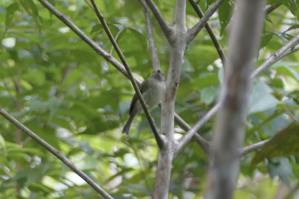 Double-banded Pygmy-Tyrant - ML112753461