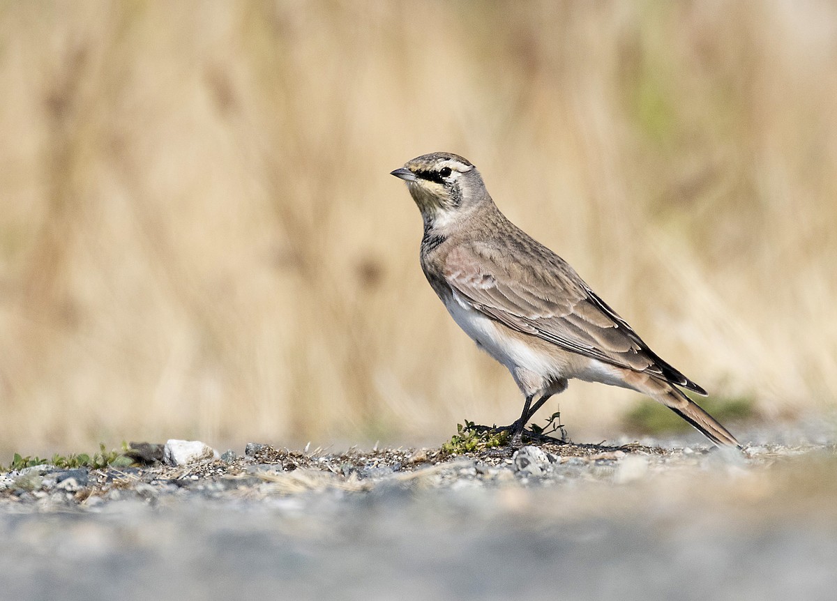 Horned Lark - Peter Candido