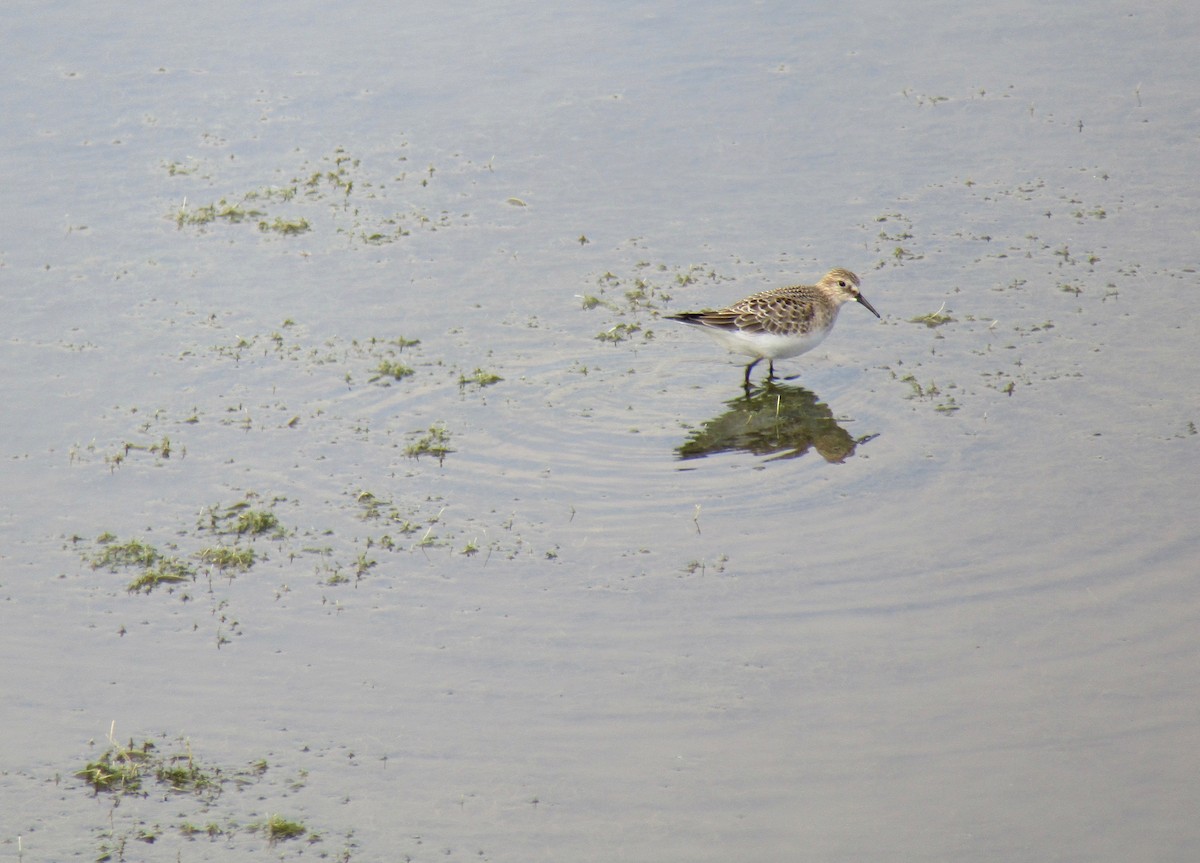 Baird's Sandpiper - ML112757741