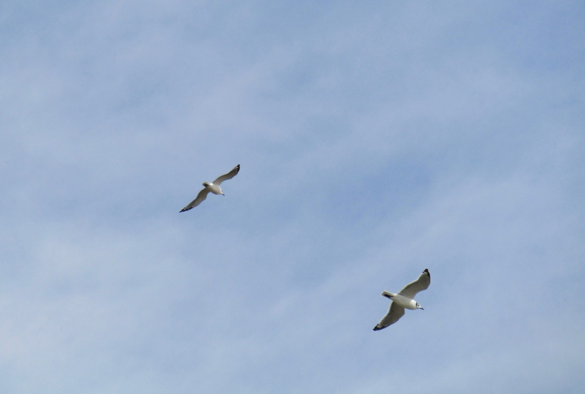 Franklin's Gull - ML112758041