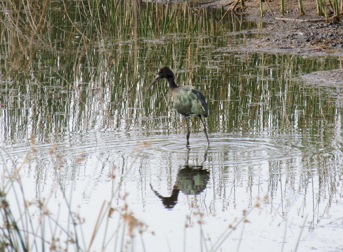 Ibis falcinelle ou I. à face blanche - ML112758091