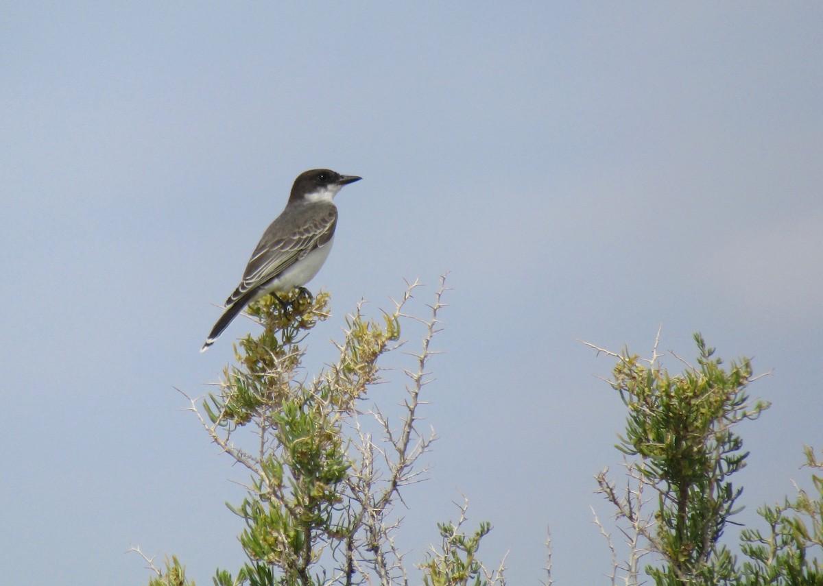 Eastern Kingbird - ML112758171