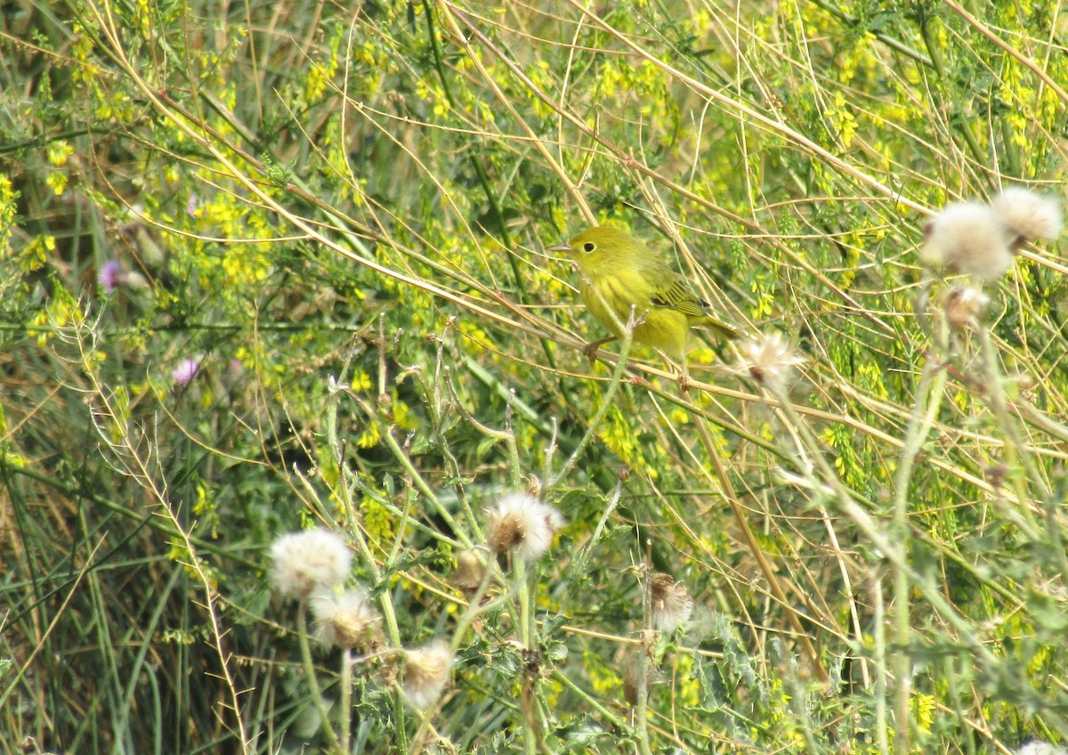 Yellow Warbler - ML112758591