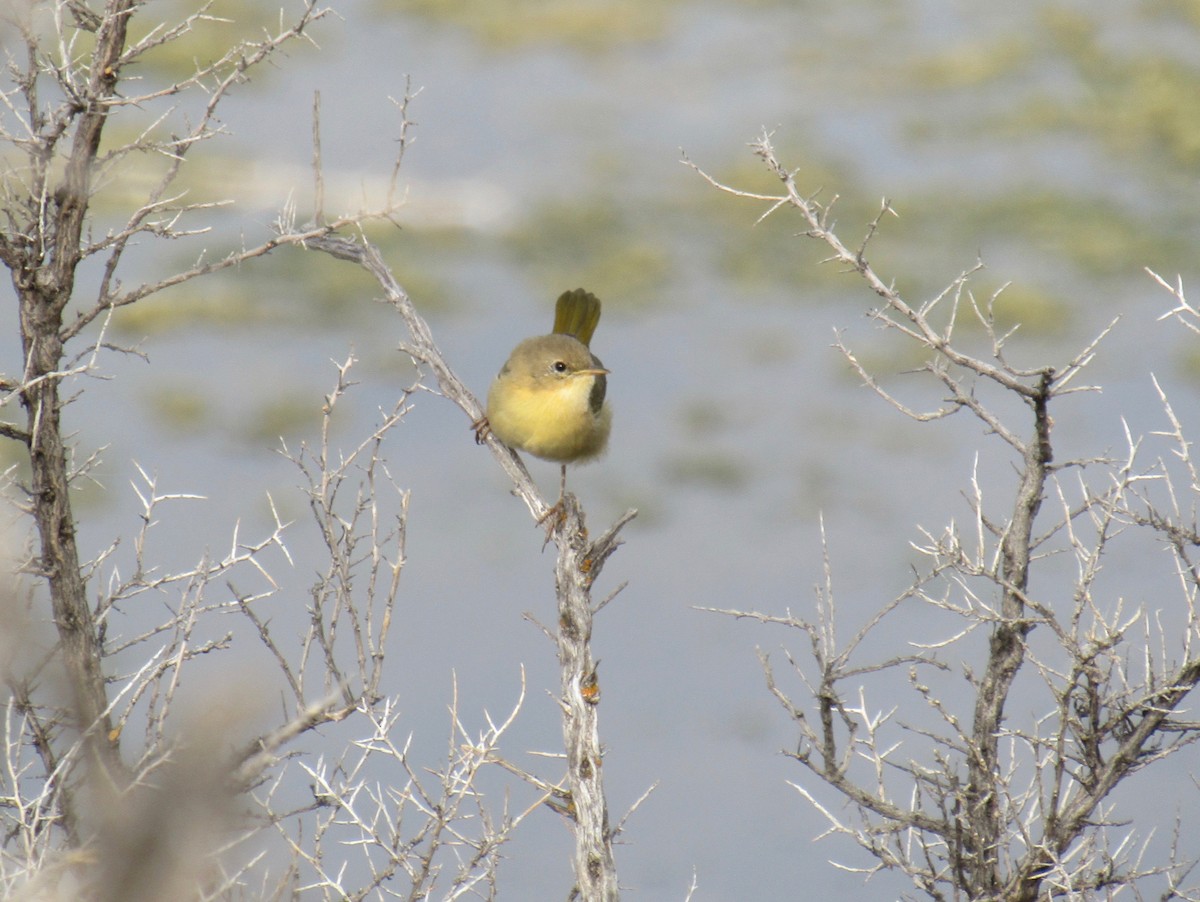 Common Yellowthroat - ML112758611