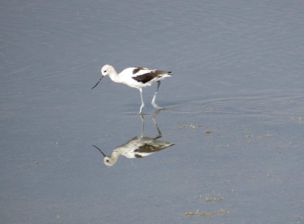 Avocette d'Amérique - ML112758741