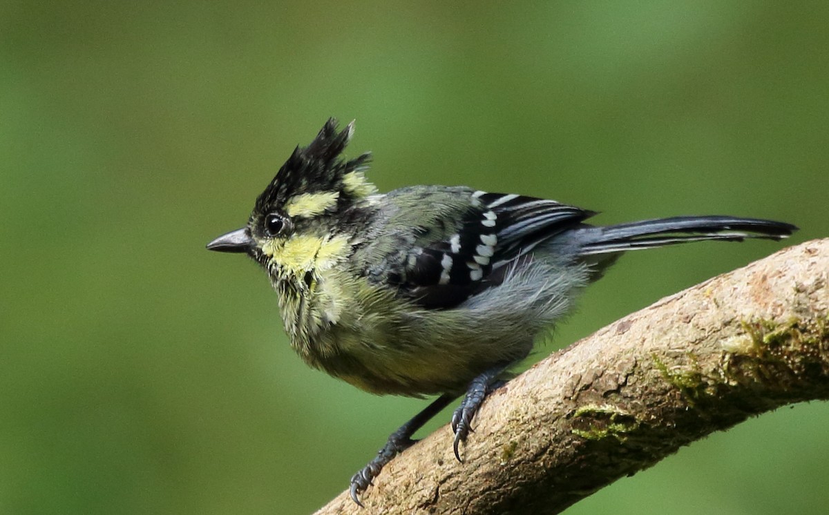 Indian Yellow Tit - Rahul  Singh