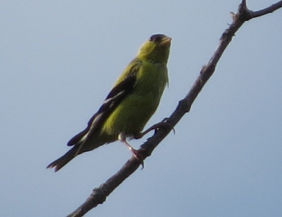 American Goldfinch - ML112760721