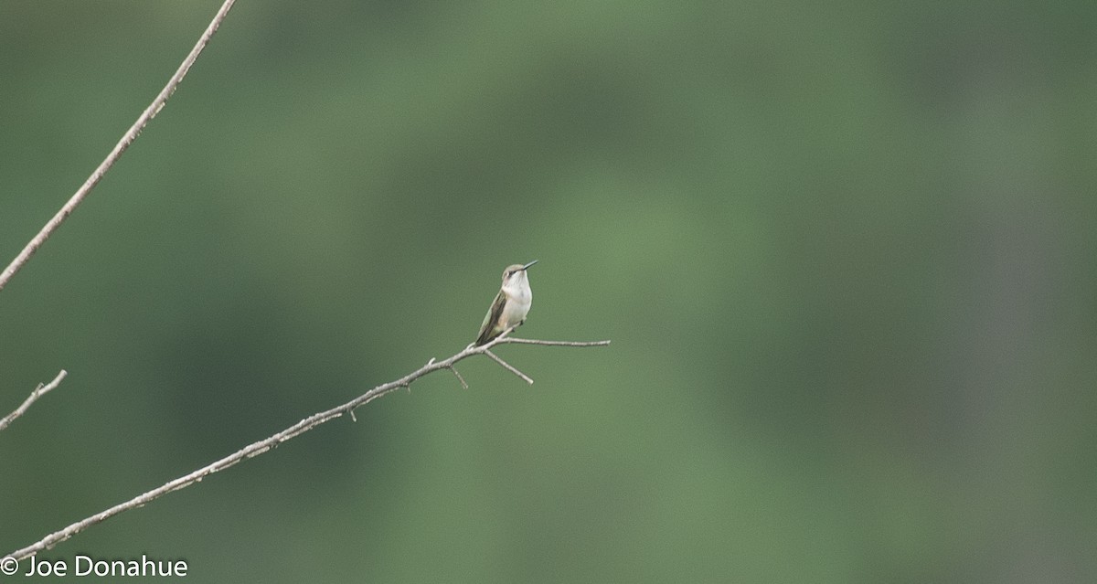 Ruby-throated Hummingbird - Joe Donahue