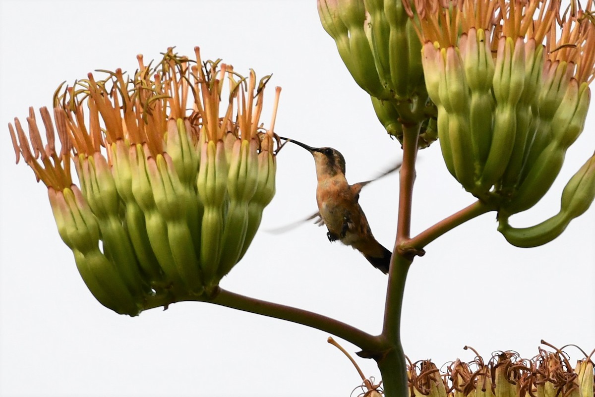 Lucifer Hummingbird - Liz Harper