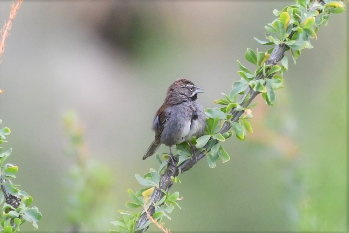 Five-striped Sparrow - ML112763071