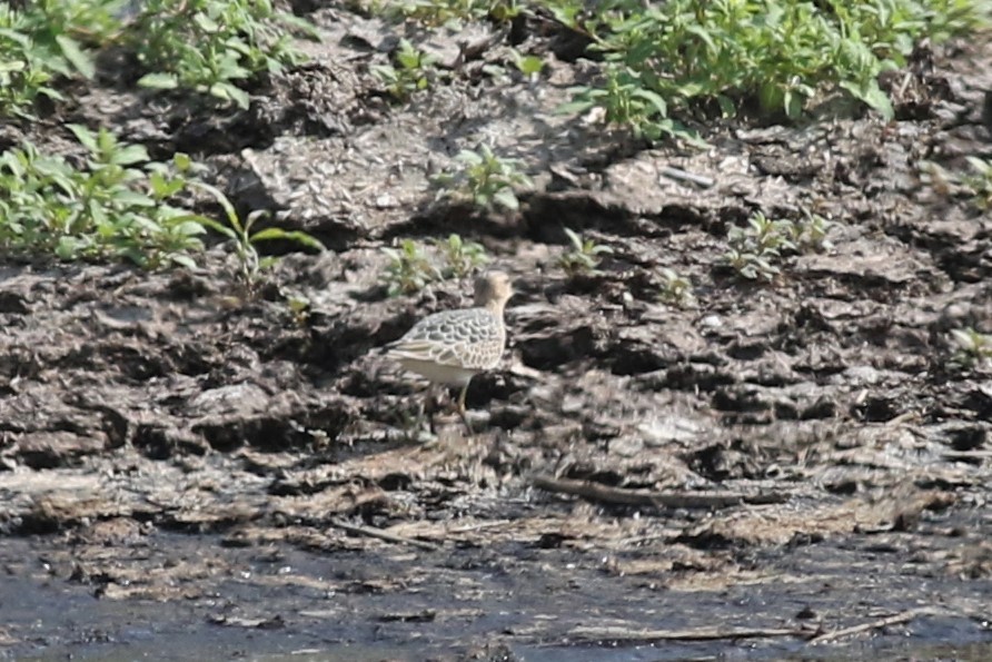 Buff-breasted Sandpiper - Margaret Viens