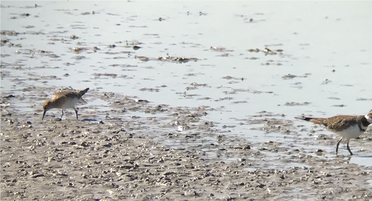 Baird's Sandpiper - ML112766211