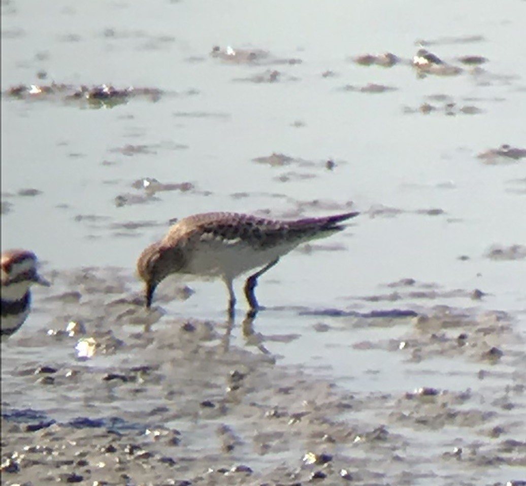 Baird's Sandpiper - ML112766221