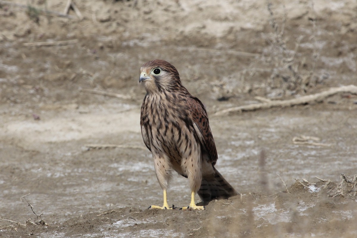 Eurasian Kestrel - ML112767131