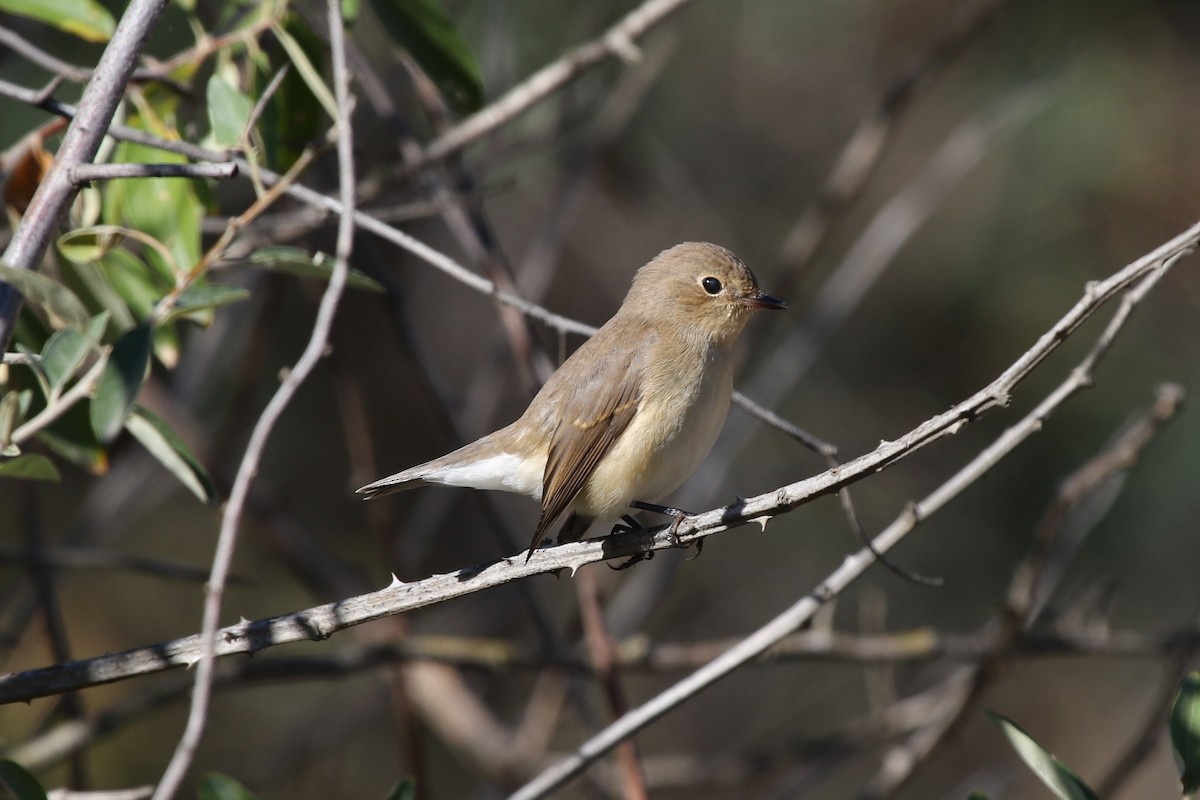 Red-breasted Flycatcher - ML112768491
