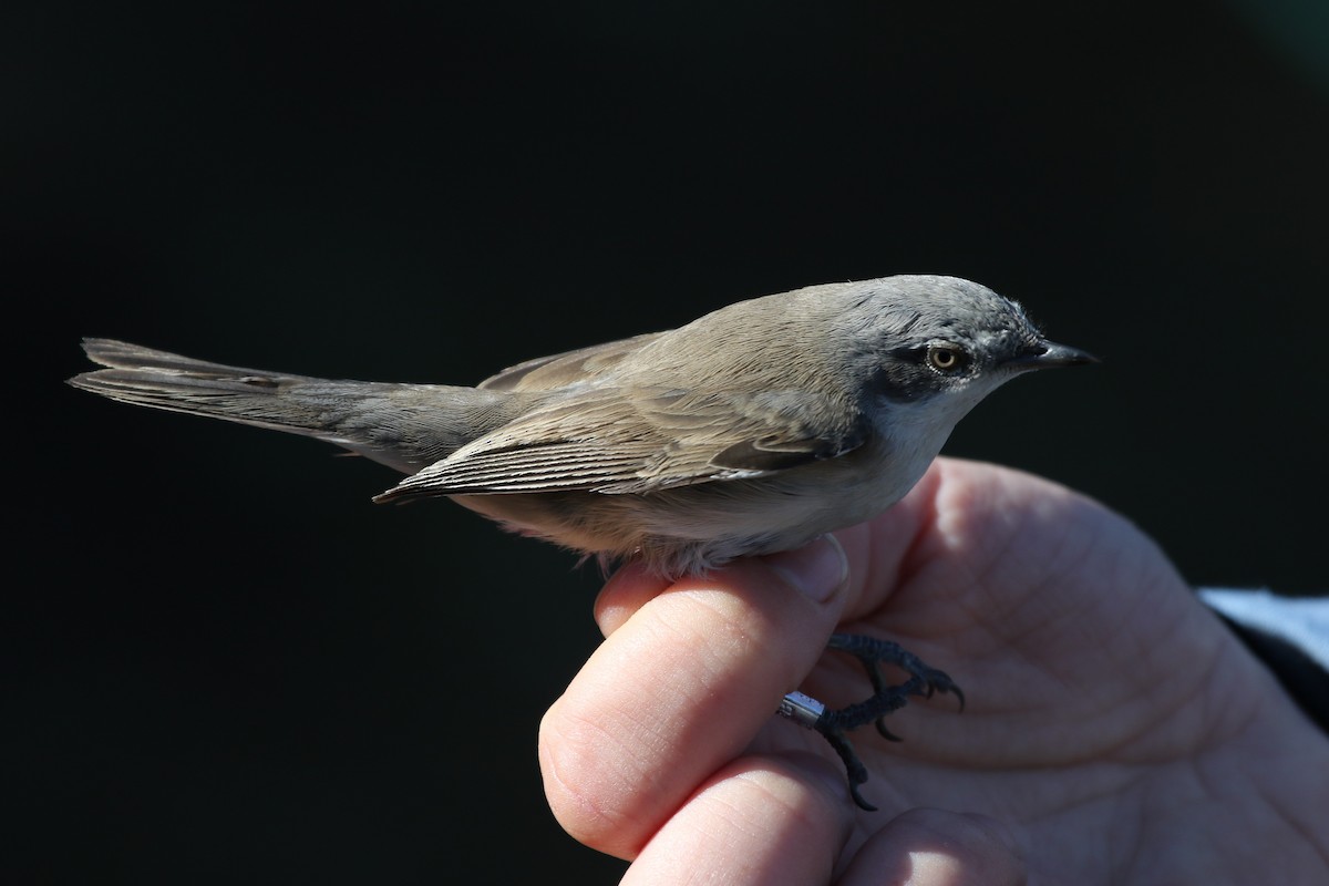 Lesser Whitethroat (Lesser) - ML112768571
