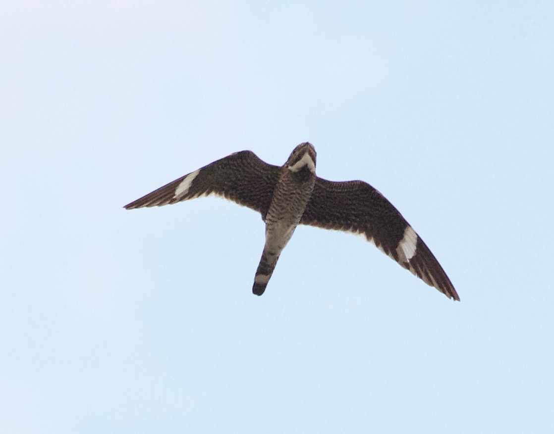 Common Nighthawk - ML112770031