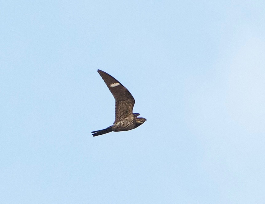 Common Nighthawk - ML112770261