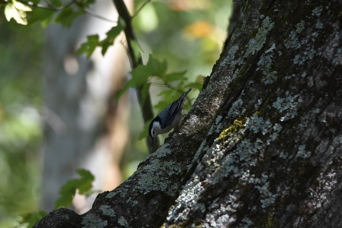 White-breasted Nuthatch (Eastern) - ML112771651