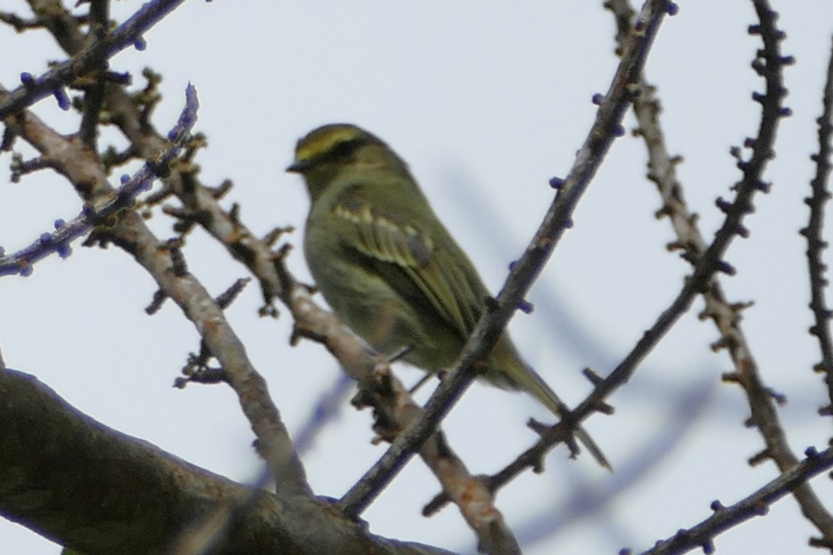 Peruvian Tyrannulet - ML112771691