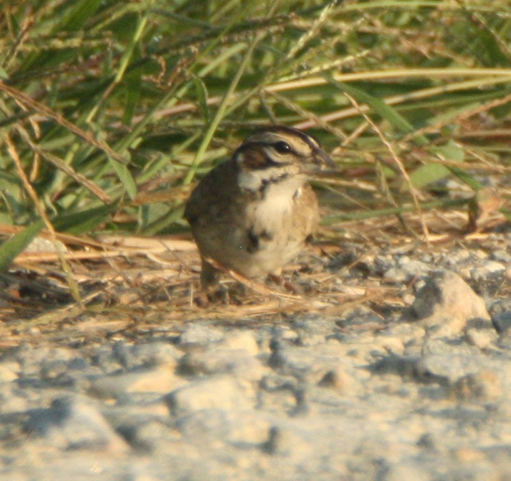 Lark Sparrow - ML112772181