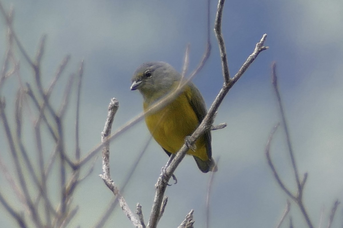 Plumbeous Euphonia - ML112772221