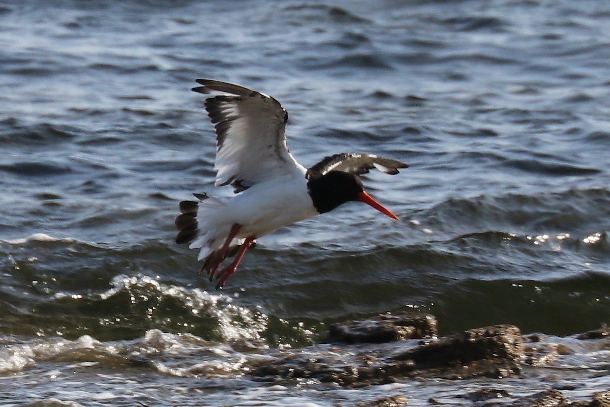 Eurasian Oystercatcher - Bruce Kerr