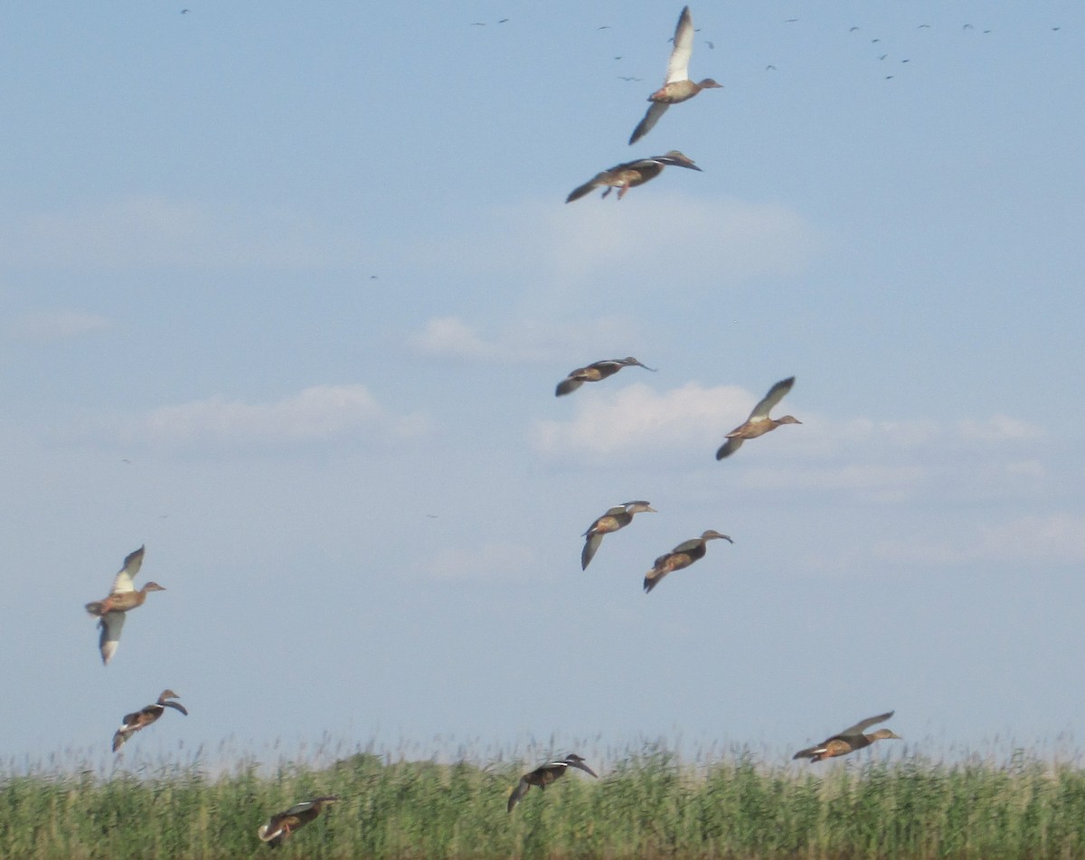 Mallard - ML112773691