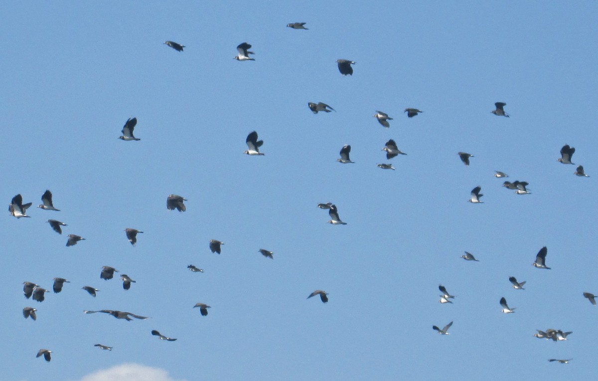 Northern Lapwing - ML112773971