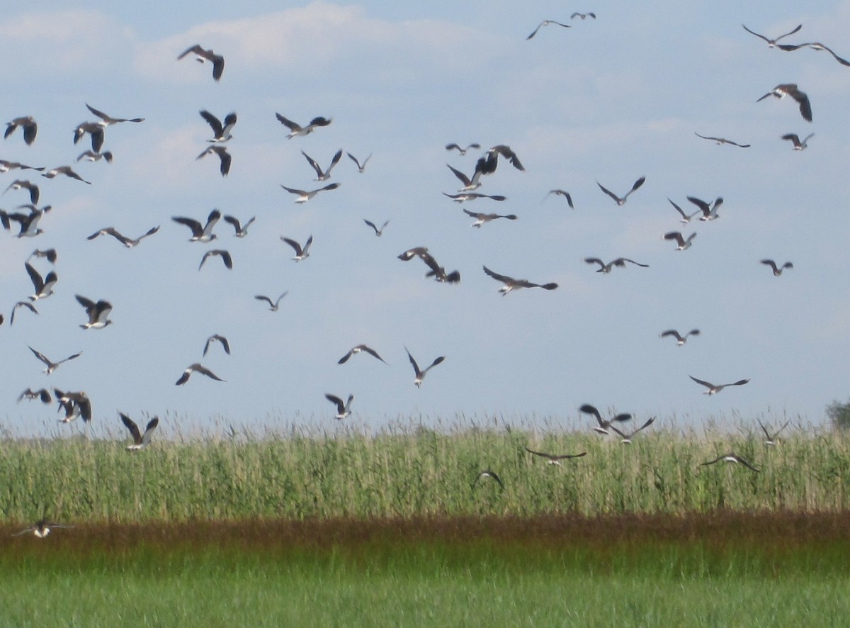 Northern Lapwing - ML112773981