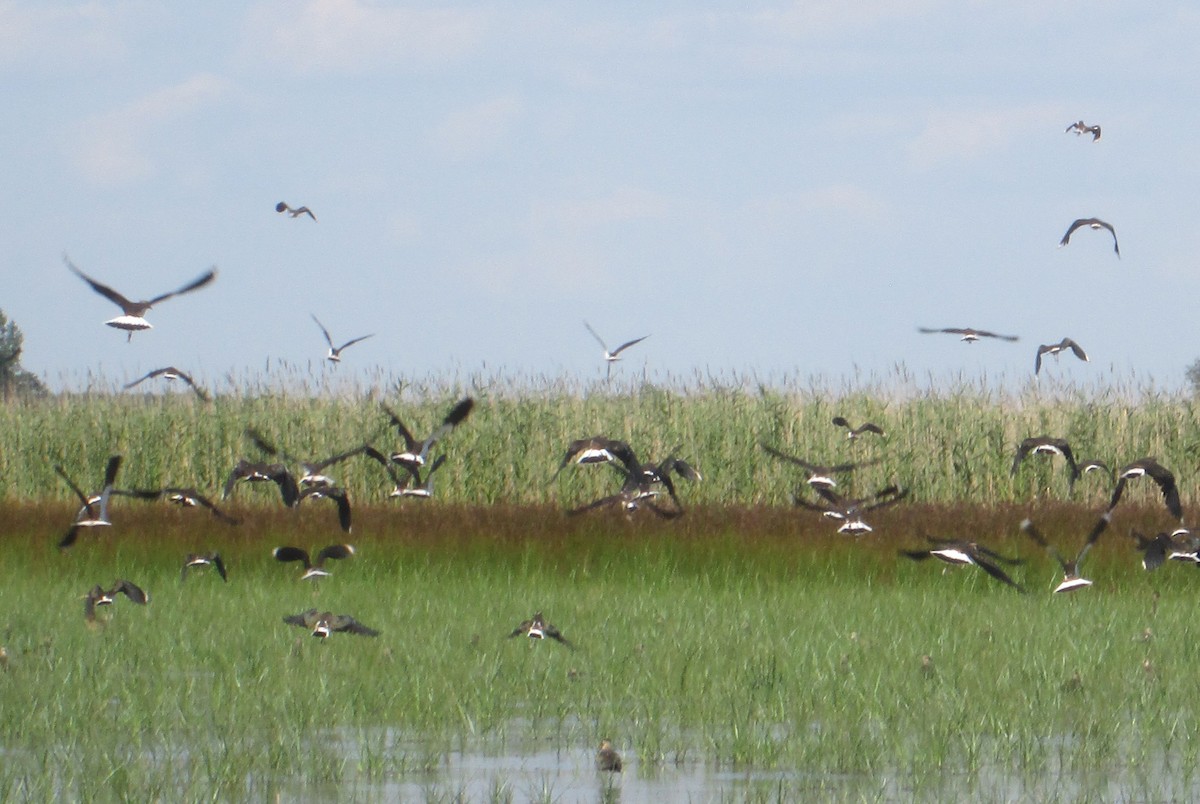 Northern Lapwing - ML112773991