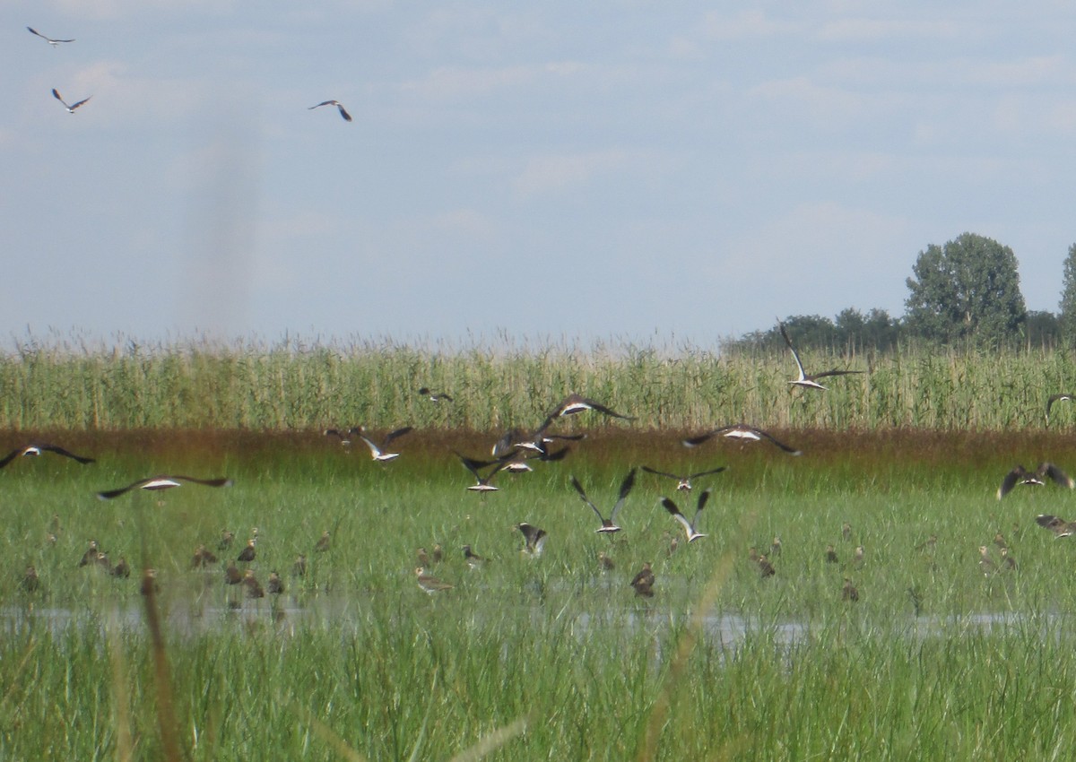 Northern Lapwing - ML112774021