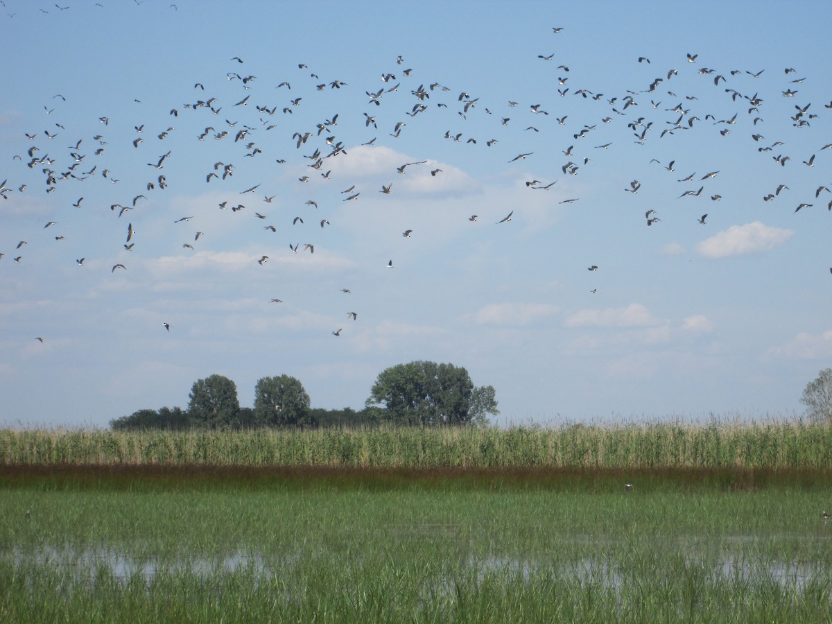 Northern Lapwing - ML112774031