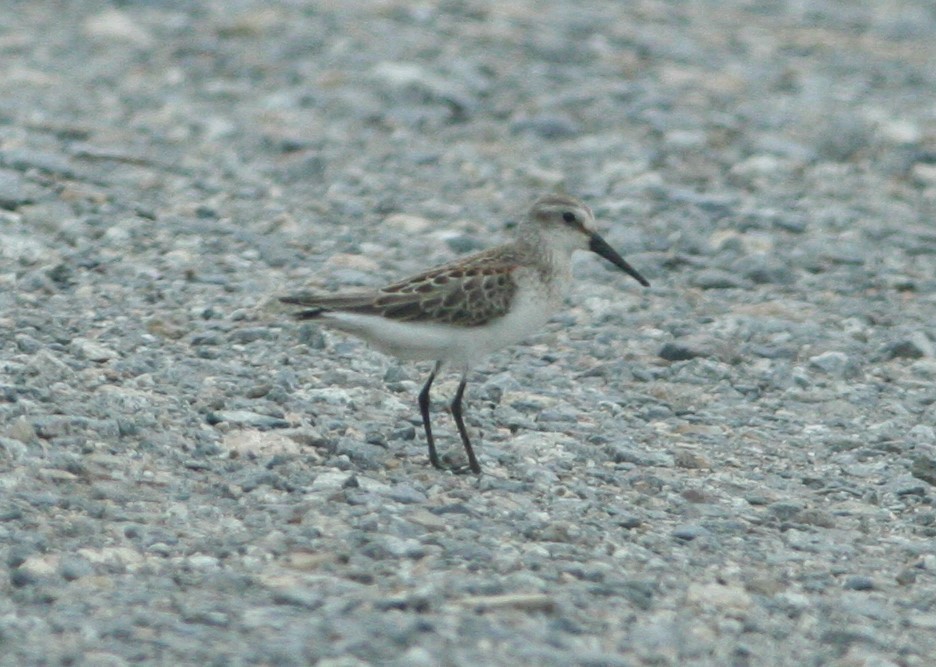 Bergstrandläufer - ML112774171