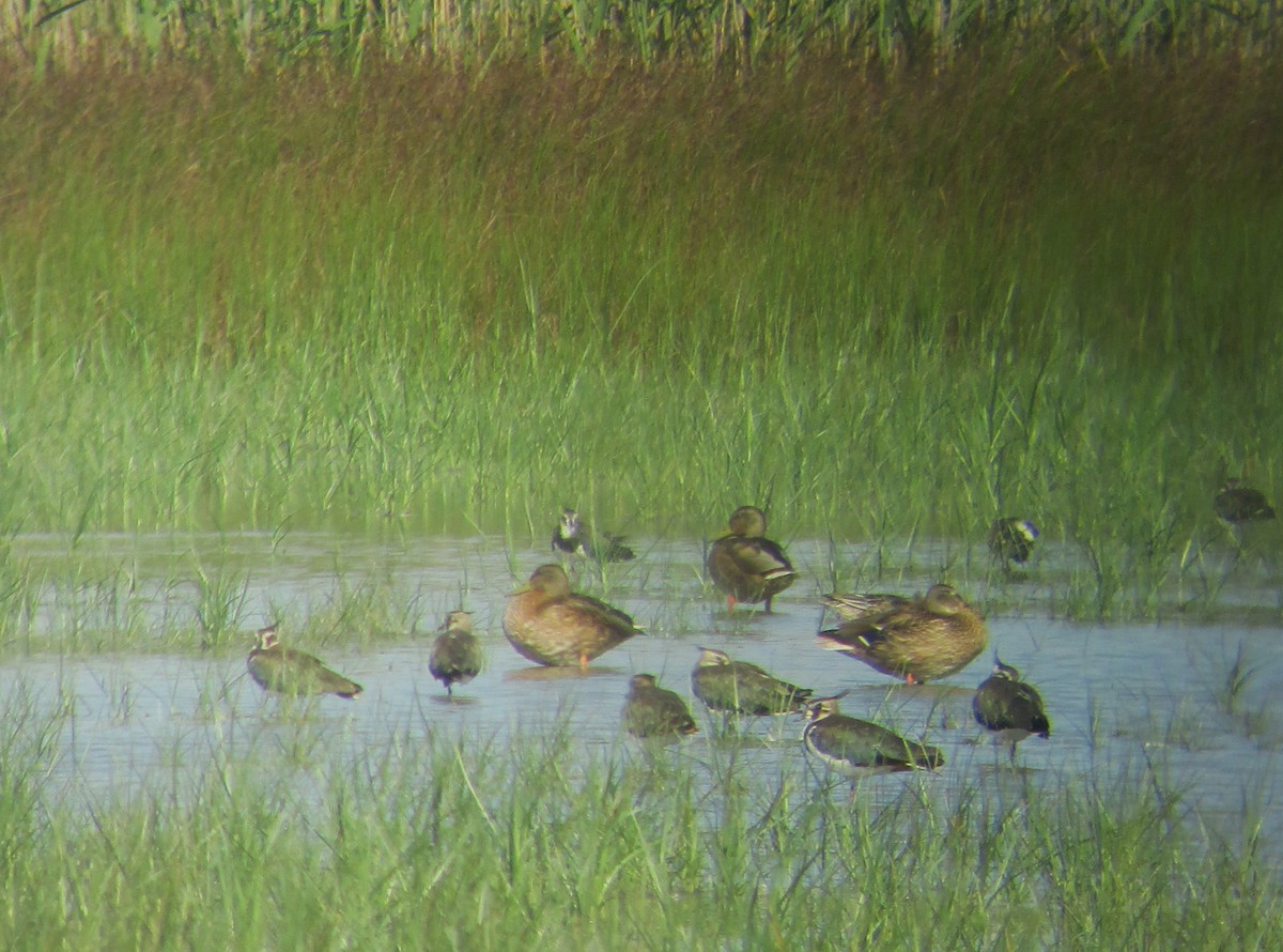 Northern Lapwing - ML112774201