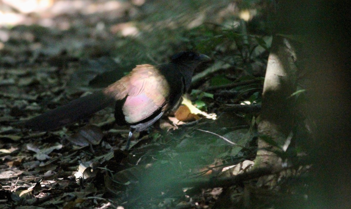 Rufous-vented Ground-Cuckoo - ML112774851