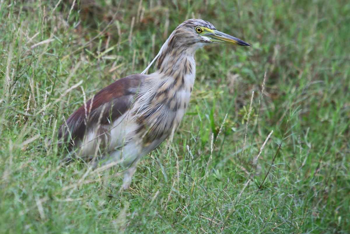 Indian Pond-Heron - ML112775151