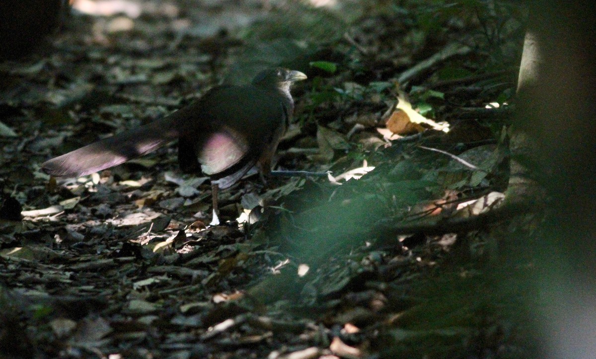 Rufous-vented Ground-Cuckoo - ML112775391