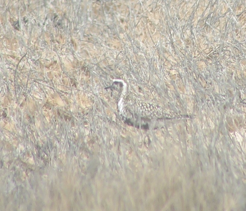 American/Pacific Golden-Plover (Lesser Golden-Plover) - mark magneson