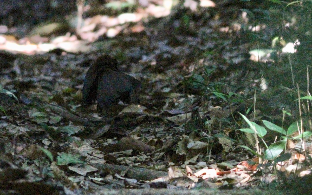 Rufous-vented Ground-Cuckoo - Alex Wiebe