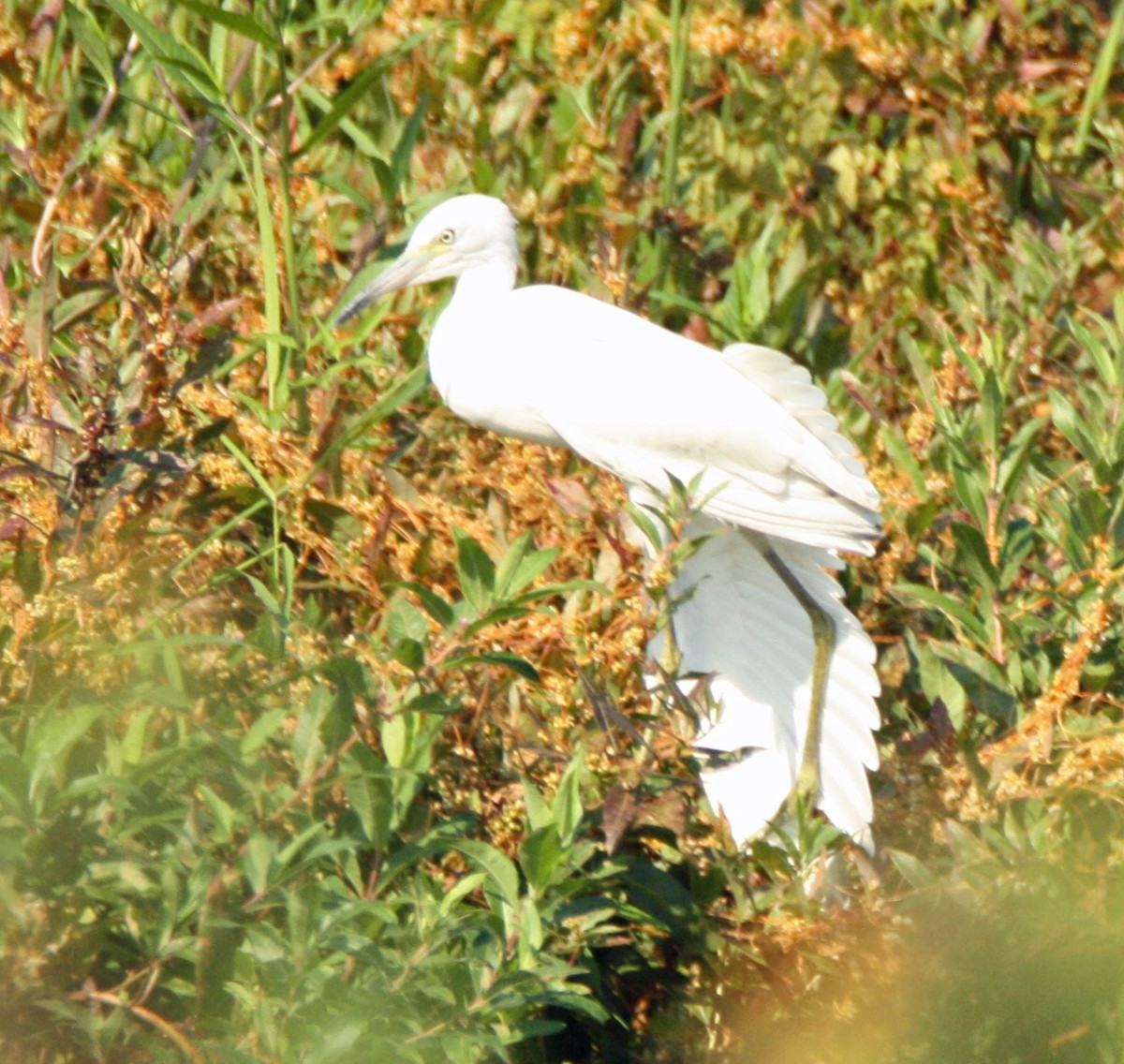 Little Blue Heron - ML112776321